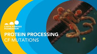 CF Foundation  Protein Processing Cystic Fibrosis Mutations [upl. by Killion]