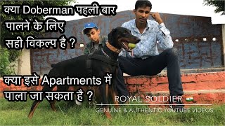 Is Doberman Rottweiler good for First dog owner Can Doberman live in apartments  Good for family [upl. by Halian]