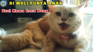 KUCING LUCU PUNYA ANAK ‼️ KUCING MEONGMEONG ‼️LAGU ANAK KUCING BARU LAHIR MEONGMEONG [upl. by Hui]