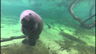 Dancing Manatee [upl. by Rachelle]