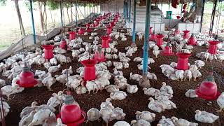 venkateswara venkys VHGROUPpoultryfarming tn poultry poultryfarm [upl. by Werdn]