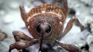 Acorn Weevil recorded with the Hirox Microscope  BBC Nature [upl. by Jadwiga]