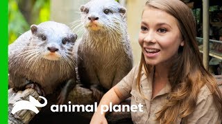 Two quotOtterly Adorablequot Asian Otters Put On A Show At Australia Zoo  Crikey Its the Irwins [upl. by Eihcir]