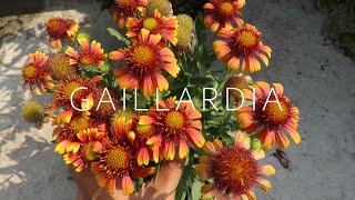 Gaillardia Flower  Blanket Flower Gaillardia Plant Care [upl. by Louie]