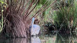 20241111 Great Blue Heron [upl. by Eesdnil121]