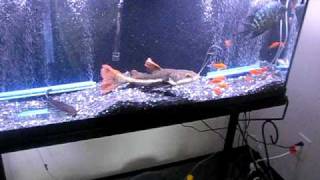 MY RED TAIL CATFISH EATING GOLDFISH [upl. by Cordle]