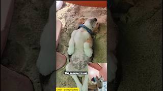 Funny Dog Video Reaction By Milky 🐾❤️🫠 milkies cuteanimal cute reaction youtubeshorts shorts [upl. by Christal]