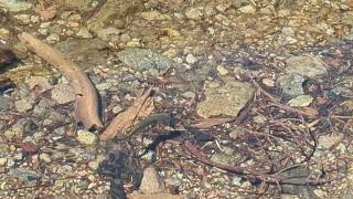 Rough skinned newt  at Lassen Volcanic Park in California [upl. by Haidabo]