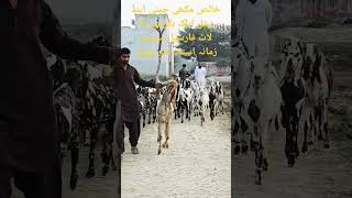 Mix desi beetle ablak makhi chini goats with Breeder farsel of dera ghazi khan nadir baloch farm pak [upl. by Vicki]