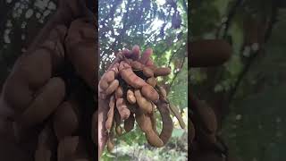 Tamarind sa Bakuran buhayprobinsya nature natureslover [upl. by Lebasiairam]