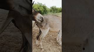 Equus Africanus Asinus The Story of Domestic DonkeysquotSaddleFree Wonders The Graceful Life of Donkey [upl. by Arved]