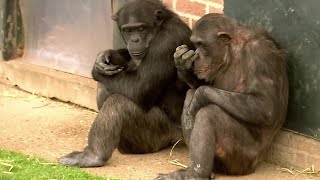 4 Things You Didnt Know about Chimps  BBC Earth [upl. by Eserehc]