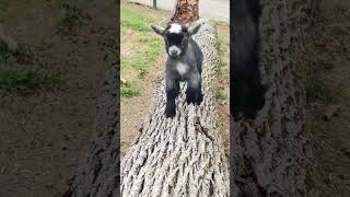 Baby Pygmy goats are the best Running pilgor goatsimulator goat [upl. by Niahs374]