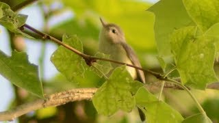 Warbling vireo bird jumping amp flying in tree [upl. by Sirroned885]