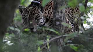 Armadilhas Fotográficas Pantanal  Projeto Onçafari [upl. by Hirschfeld]