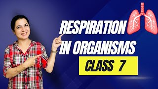 Respiration in Organisms How Life Takes a Breath  Class 7  NCERT Explained science learnscience [upl. by Swor]