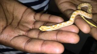 Hognose Snakes  Episode 2 [upl. by Vinni660]