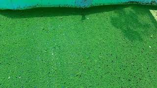 Azolla seeds for sale TRICHY 8940118085 [upl. by Omidyar691]