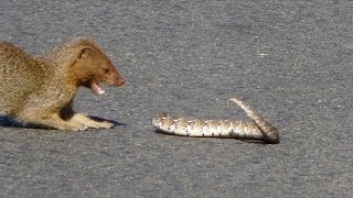 Slender Mongoose Interaction With Puff Adder Black amp White  Latest Wildlife Sightings [upl. by Steiner]