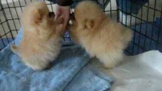 8 week old Pomeranian puppies [upl. by Lorinda]