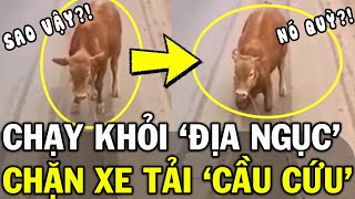 Bê chạy khỏi LÒ MỔ QUỲ LẠY trước đầu xe chỉ mong ĐƯỢC SỐNG khiến CĐM xót xa  Gen Z Review [upl. by Strander]