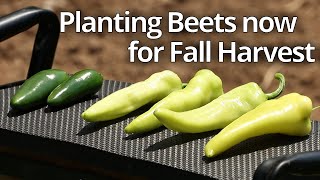 Planting Beets for Fall Harvest [upl. by Lance328]