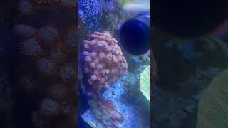 Huge Utter Chaos Zoanthid Colony coral [upl. by Doloritas736]