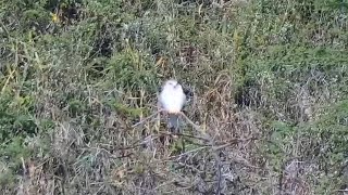 Blackwinged kite Elanus caeruleus at African AnimalsWatering Hole  mpalaliveorg  exploreorg [upl. by Chelsea]