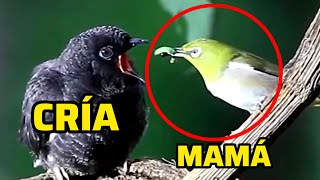 Vas a ODIAR al pájaro CUCO después de VER este video  Le pega a su mamá y elimina a sus hermanos [upl. by Sema]