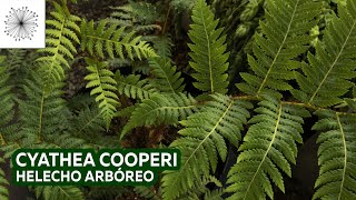 Plantas de sombra Todo sobre el Cyathea cooperi o Helecho Arbóreo [upl. by Aratahc]