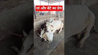 मां और बेटी का प्रेम Haryana cow tharparkar cow breed Tharparkar bull Sahiwal cow rathi cow for sale [upl. by Demha240]