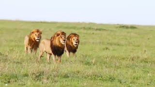 Inselberg Male Lions Following Young Paradise Males  One Paradise Male was Killed By KasKaz Males [upl. by Aihtekal53]