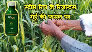 Netsurf  Stim Rich का रिजल्ट गेहूँ 🌾 की फसल में  Netsurf Product Result ARNetsurf [upl. by Betta]