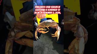 Dungeness crab season in California schedule to begin on 11022024 Please like and subscribe [upl. by Laet]