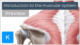 Introduction to the muscular system preview  Human Anatomy  Kenhub [upl. by Kcirdez]