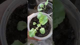 Growing baby spinach homegarden vegetables homegrown garden [upl. by Nnylyaj]