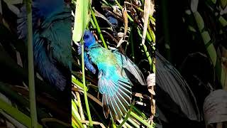 American Purple Gallinule Bird 🦅 Shorts  YouTube Shorts Short [upl. by Euqinorev738]