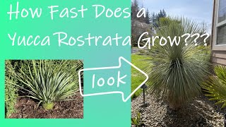 How fast does a Yucca rostrata grow [upl. by Debby276]