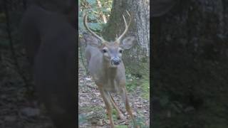 Two Whitetail Bucks 🦌 deer wildlife whitetaildeer [upl. by Ahsenre657]