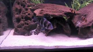 60 Gallon Agressive Freshwater Cichlid Aquarium [upl. by Eked]