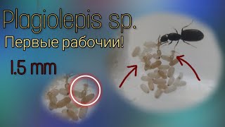 Первые рабочии Plagiolepis sp   15 mm в длину [upl. by Solracnauj26]