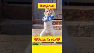 Billi ka gazab dance 👯 funny cat comedy catlover ShadabJakati1 ComedyCentral [upl. by Llerret]