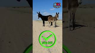 Learn about Donkeys The Amazing Helpers You Didn’t Know About 🐴 [upl. by Dimah]