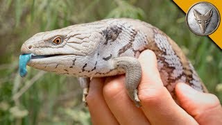 Blue Tongue Skink [upl. by Gladdy]