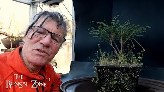 Repotting My Whipcord Cedar The Bonsai Zone March 2024 [upl. by Donnelly335]