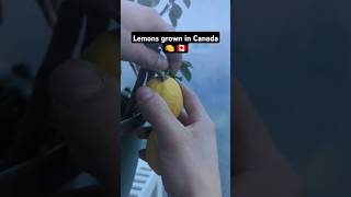 Lemons Grown In Canada canada lemon fruit garden tropical lifehack snacks nature tree diy [upl. by Luaped469]