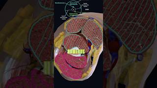 Arm 💪 Compartments anatomy [upl. by Noram]