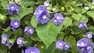 Dwarf Morning Glory bush Evolvulus glomeratus [upl. by Scarlett74]