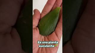 🌿 La Planta Jade Crassula Ovata plantadeldinero crassulaovata buenasuerte viverocuipo fenshui [upl. by Ecydnac]