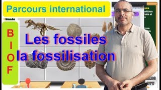 PARCOURS INTERNATIONAL BIOF les fossiles et la fossilisation [upl. by Harrod]